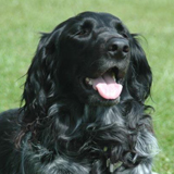 Elaine Vet